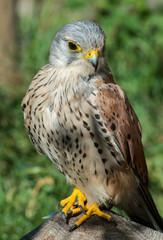  KESTREL, Falco tinnunculus, Pustułka
