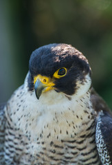 falcon, sokół © Slawomir