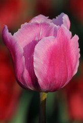 Obrazy na Szkle  tulipan, tulipan, kwiat