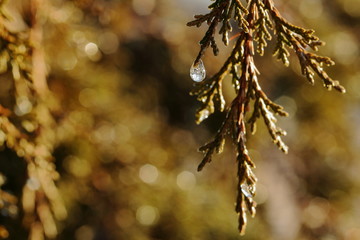 A frozen rain drop clings to an evergreen branch after a night of freezing rain.