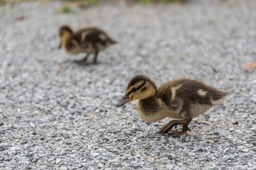 Entenk&uuml;ken gehen spazieren - Wildenten