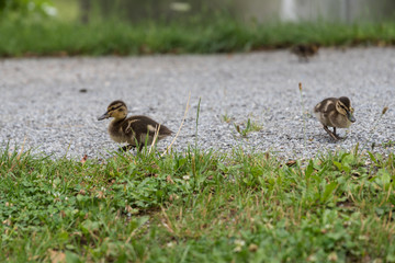 Entenküken an Land - Stockente