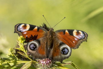 butterfly "peacock eye"