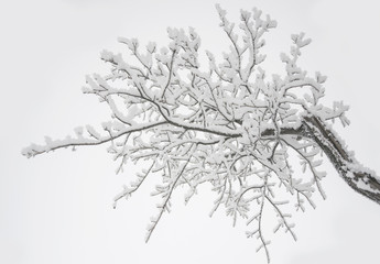 branch of a tree in a frost