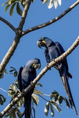 Hyacinth macaw