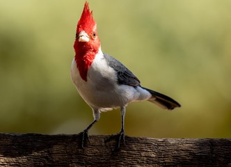 Red headed cardinal
