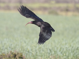 Northern Bald ibis or Waldrapp, Geronticus eremita
