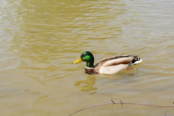 Erpel schwimmt - Stockente