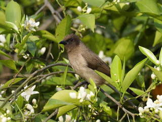 Common bulbul,  Pycnonotus barbatus