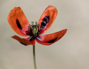 Poppy 2