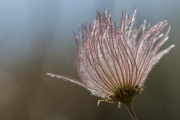 Apache Plume