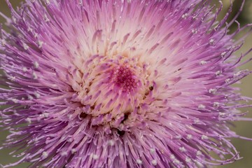New Mexico Thistle