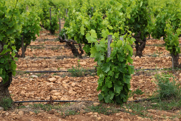 Fototapeta na wymiar Vineyard in France, Provence