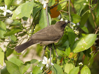 Common bulbul,  Pycnonotus barbatus