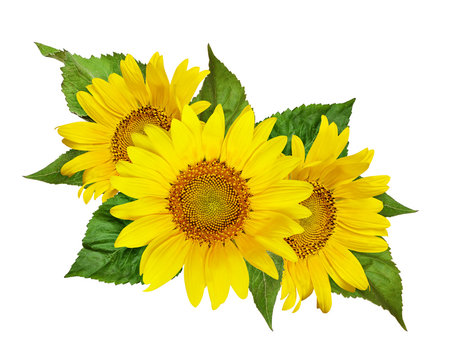 Yellow sunflowers and green leaves in floral arrangement