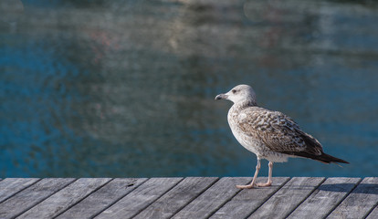 Seagull bird walking on a wooden pier