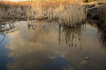 Reflections