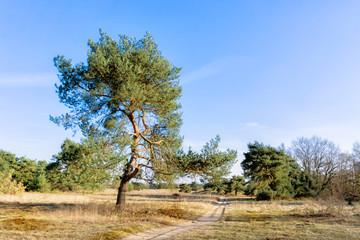 Südländischer Baum vor blauem Himmel
