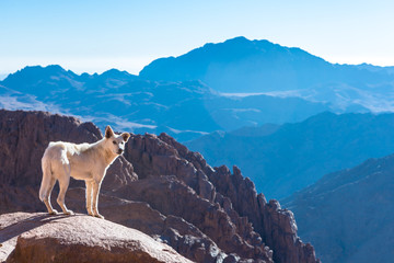 Mount Sinai, Mount Moses in Egypt.