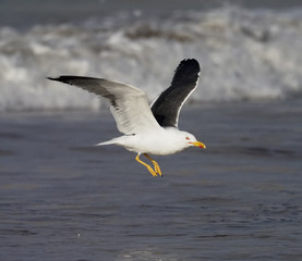 Lesser black-backed gull, Larus fuscus