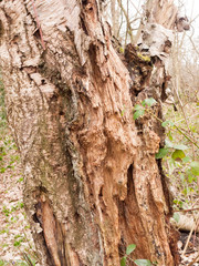 macro close up detail of tree bark outside nature wood forest