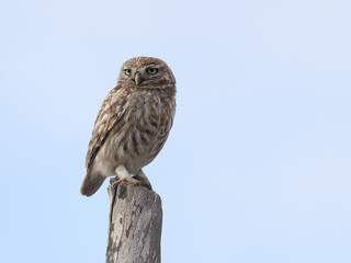 Little owl, Athene noctua
