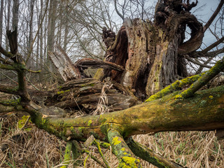 Ruine eines Baum im Auwald