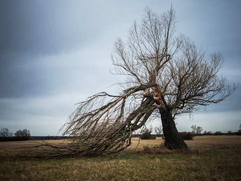 Baum vom Sturm zu Schaden gekommen