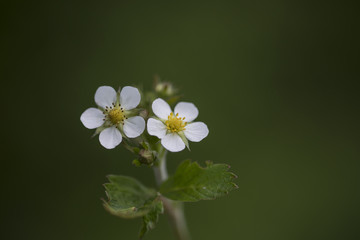 flower strawberry on a green background