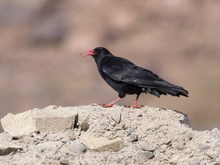 Red-billed chough, Pyrrhocorax pyrrhocorax