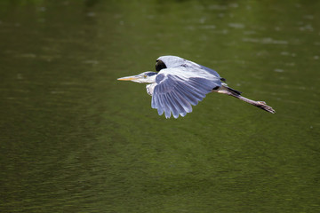 Fliegender Graureiher 4