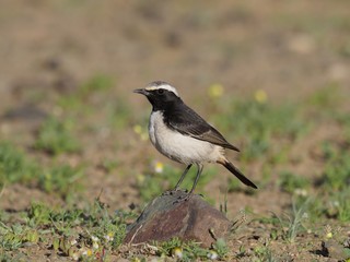 Red-rumped wheatear, Oenanthe moesta