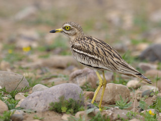 Stone curlew, Burhinus oedicnemus