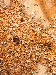 newly cut tree trunk stump woodland forest floor surgery shavings