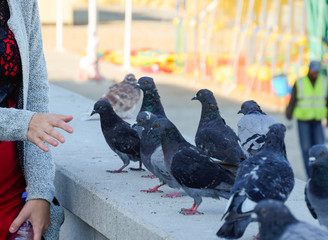 Pigeons on concrete rails. The girl next to the pigeons