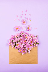 Pink daisies in a vintage brown envelope, flatlay, violet background, spring or summer concept