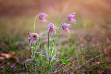 The first spring flowers. Flowers in the forest