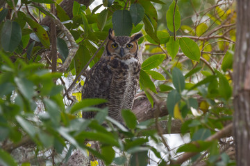 Great Horned Owl