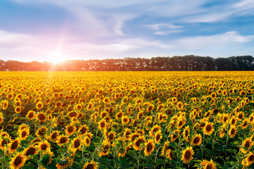 Sunflower field in the rays of the hot summer sun.