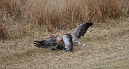 Kampf der Graugänse 3 © Jürgen Hamann