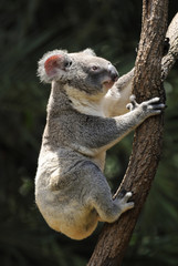 Koala on eucalyptus tree in Queensland, Australia.