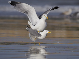 Yellow-legged gull, Larus cachinnans