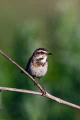 Bluethroat (Luscinia svecica).
