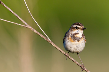 Bluethroat (Luscinia svecica).