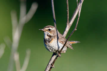 Bluethroat (Luscinia svecica).