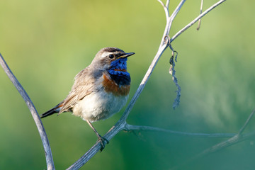 Bluethroat (Luscinia svecica).