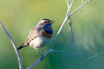 Bluethroat (Luscinia svecica).