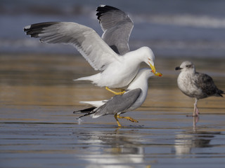 Yellow-legged gull, Larus cachinnans