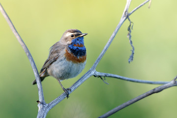 Bluethroat (Luscinia svecica).