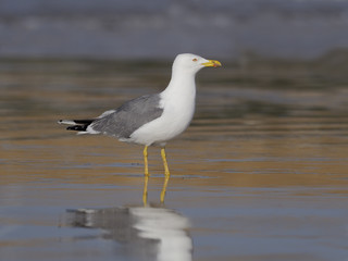 Yellow-legged gull, Larus cachinnans